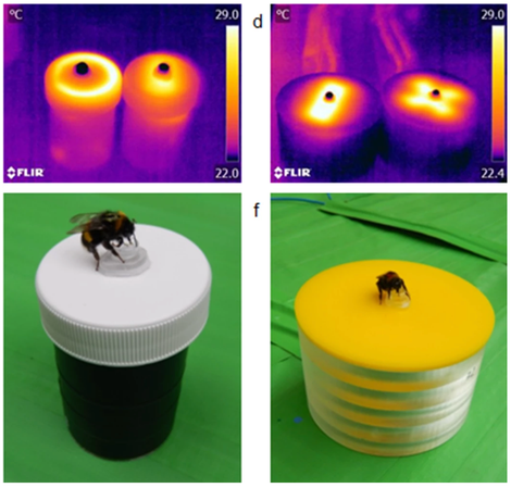 The artificial flower as seen through a thermal camera (top) and in visible light. (Image: University of Bristol)